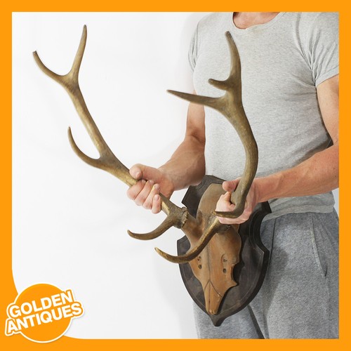 Large red deer stag - red, 10-point