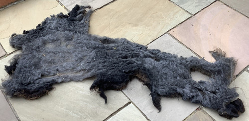 Pure rare breed hebridean - rare,