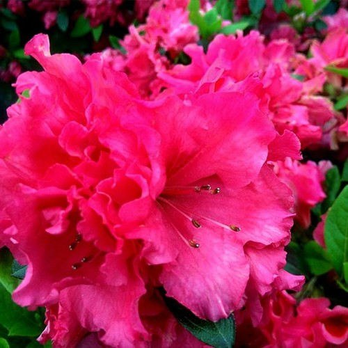 Azalea red ruffles - azalea,