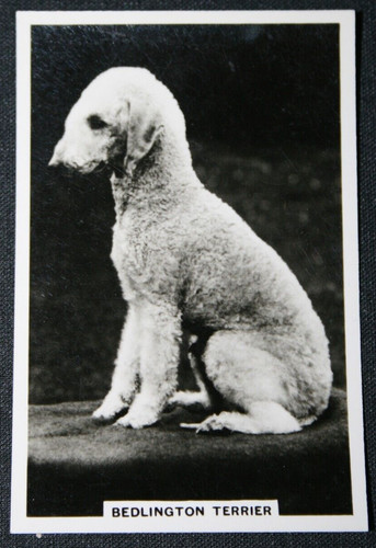 Bedlington terrier vintage - ,
