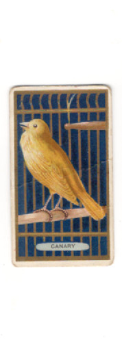 1910 t42 bird series - bird,