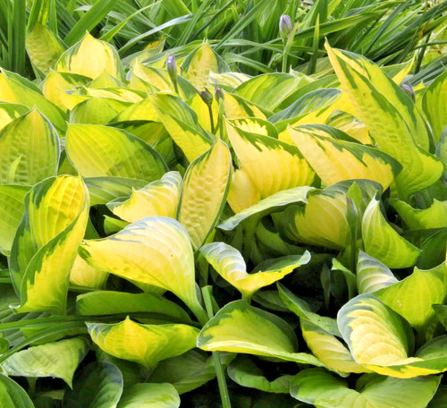 Hosta gold standard ltr - hosta,