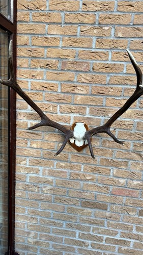 Stag antlers large - stag, mounted