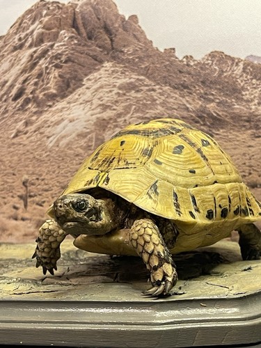 Taxidermy mount tortoise - taxidermy,