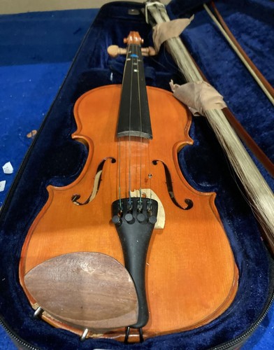 Stentor student pine - a,