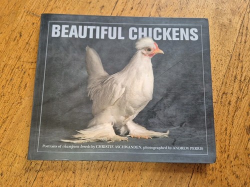 Beautiful chickens photographs - beautiful,