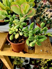 Crassula Rogersii variegated |