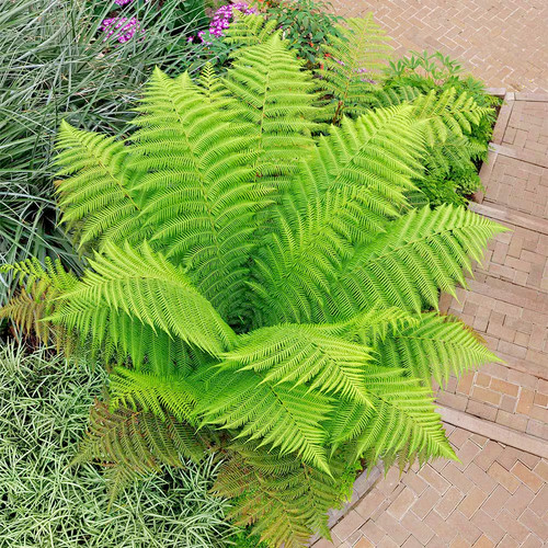 Polystichum polyblepharum lace - polystichum,