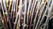 6 x willow cuttings. Salix Nigricians (Black Willow)  (approx 30cm) FRESH