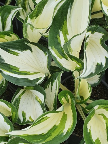 Hosta fire ice - 'fire, bare