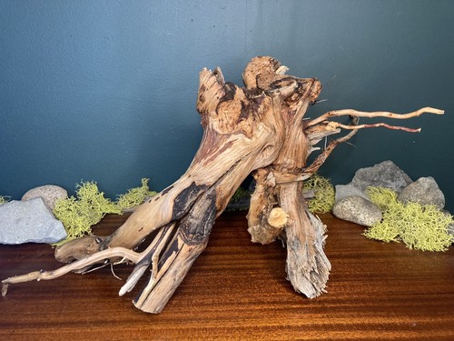 Large manzanita - large, 20”