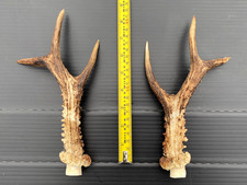 2 (1 pair) Scottish Roe deer