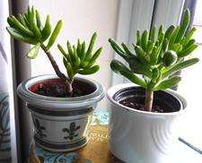 Money tree jade crassula ovata - jade,