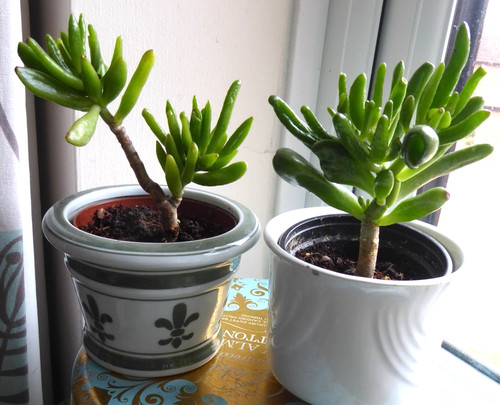 Money tree jade - tree, crassula