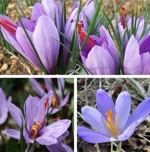15x crocus sativus bulbs - bulbs, 10cm+