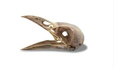 Carrion Crow Skull (corvus