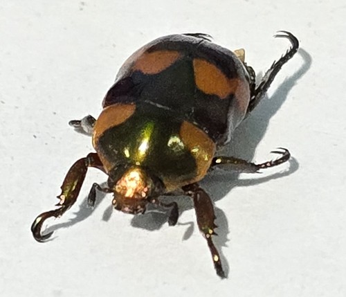 1425 scarabaidae - 1425,