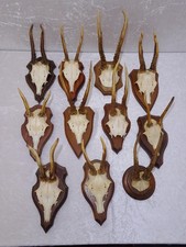 11x Deer Antler Rack Horns On