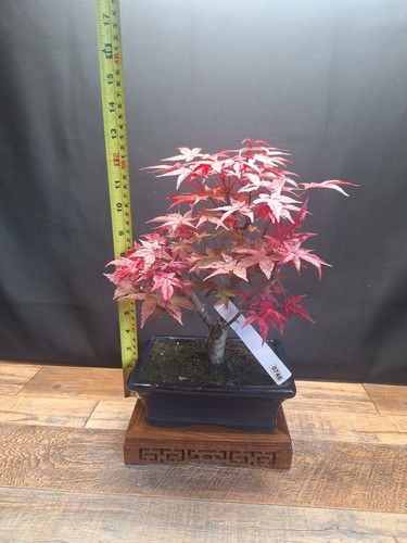 746 acer deshojo - acer, bonsai