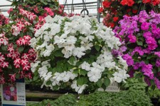 BUSY LIZZY IMPATIENS ACCENT PREMIUM WHITE 500 SEEDS