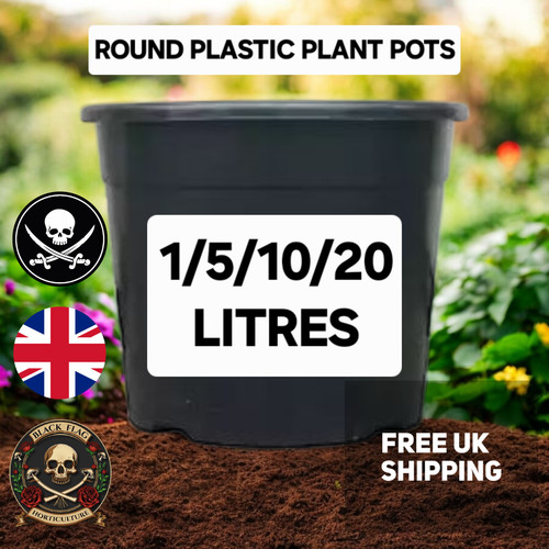 Plant pots round - plant,