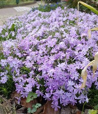 Phlox subulata emerald cushion - phlox,