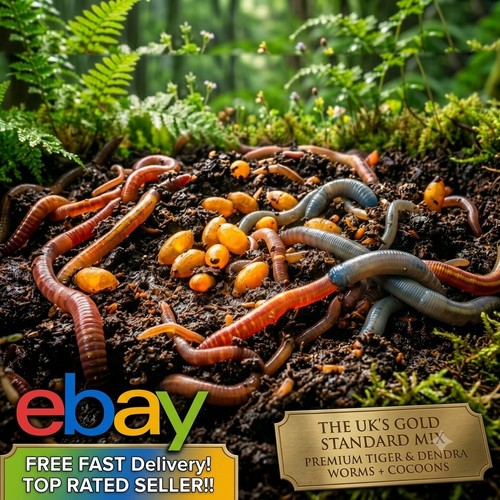 Live worm eggs cocoons - worm,
