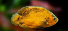 Golden Tiger Oscar fish (2.5