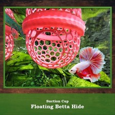Floating Betta Rest Hide