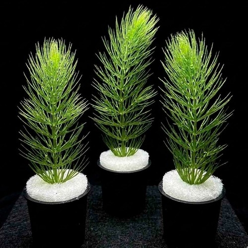 Hornwort mini pots x10 - hornwort, /