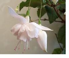 2   X  FUCHSIA DOUBLE PLUG PLANTS  CHOICE OF VARIETIES   PRE ORDER