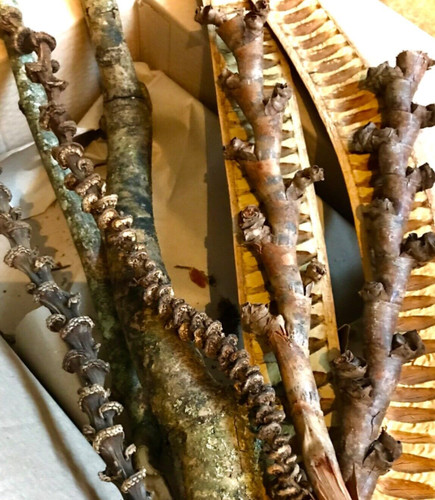 8pc tropical branch - 8pc,