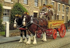 L0393 UK Newcastle Breweries