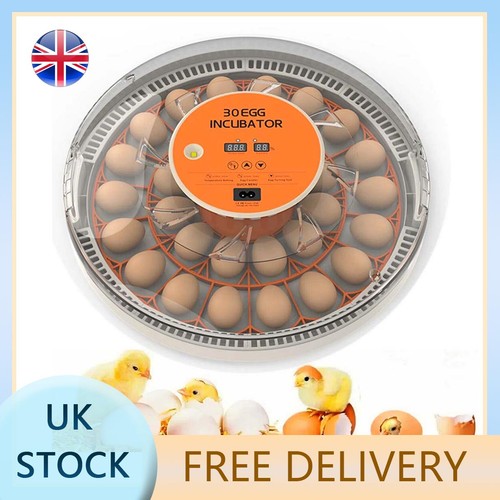Transparent automatic egg - transparent,