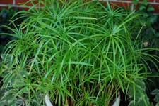 Cyperus alternifolius Umbrella Pond marginal Plant / House plant