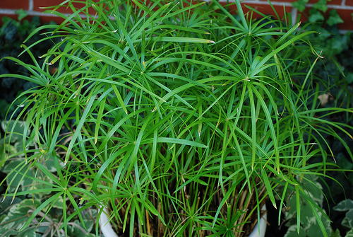 Cyperus alternifolius umbrella - cyperus,