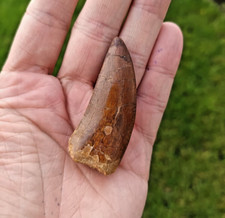 Cretaceous Carcharadontosaurus