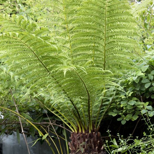 Tree fern plant - plant, in