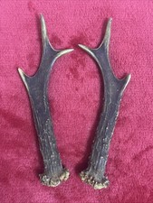 PAIR OF ROE DEER ANTLERS 