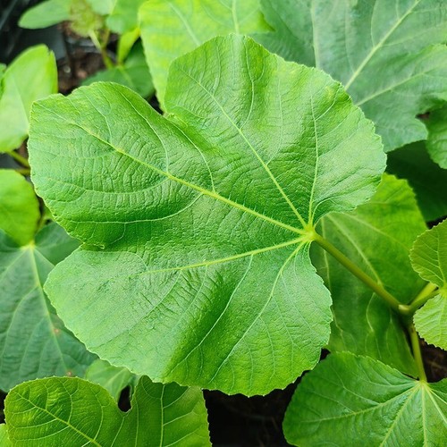 Ficus carica white marseilles - carica,