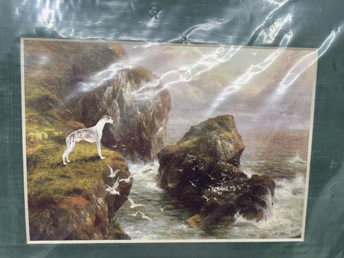 Whippet greyhound limited - whippet/greyhound,
