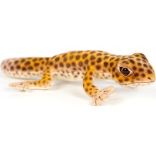 Leopard Gecko 26cm Realistic Soft Toy - Authorised UK Stockist