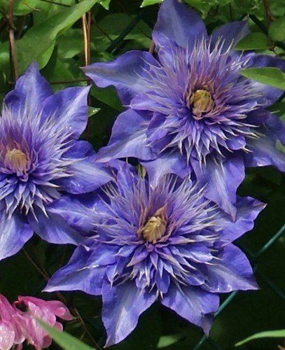 Clematis multi blue 9cm pot - blue,
