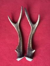PAIR OF SIKA DEER ANTLERS 224g.   approx. 26cm.