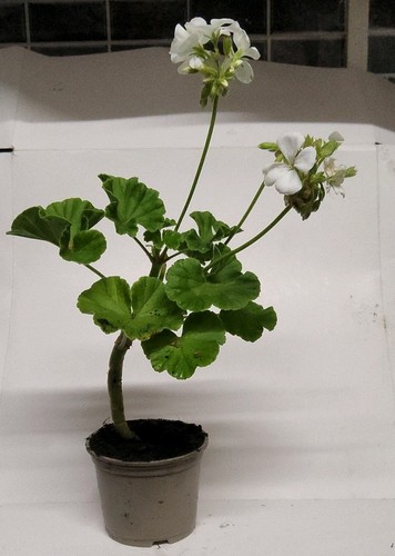 White geranium - geranium, (pelargonium)