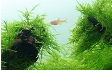 Java moss 5g