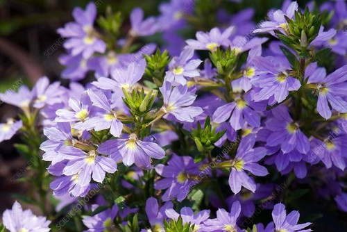 Blue fan flowers for hanging - for,