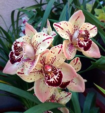 Cymbidium Everett Stockstill 'Stars and Stripes' orchid large plant
