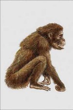684032 Dryopithecus Mammal