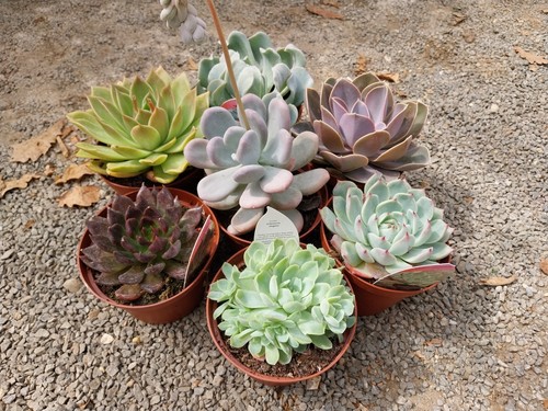 Echeveria collection in - collection, 7